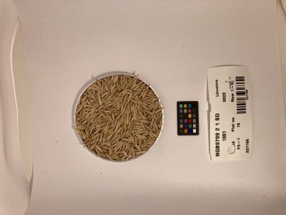 Click for 1 image(s) for this accession. SEED